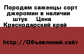 Породам саженцы.сорт джеромин.в наличии 15штук. › Цена ­ 200 - Краснодарский край  »    